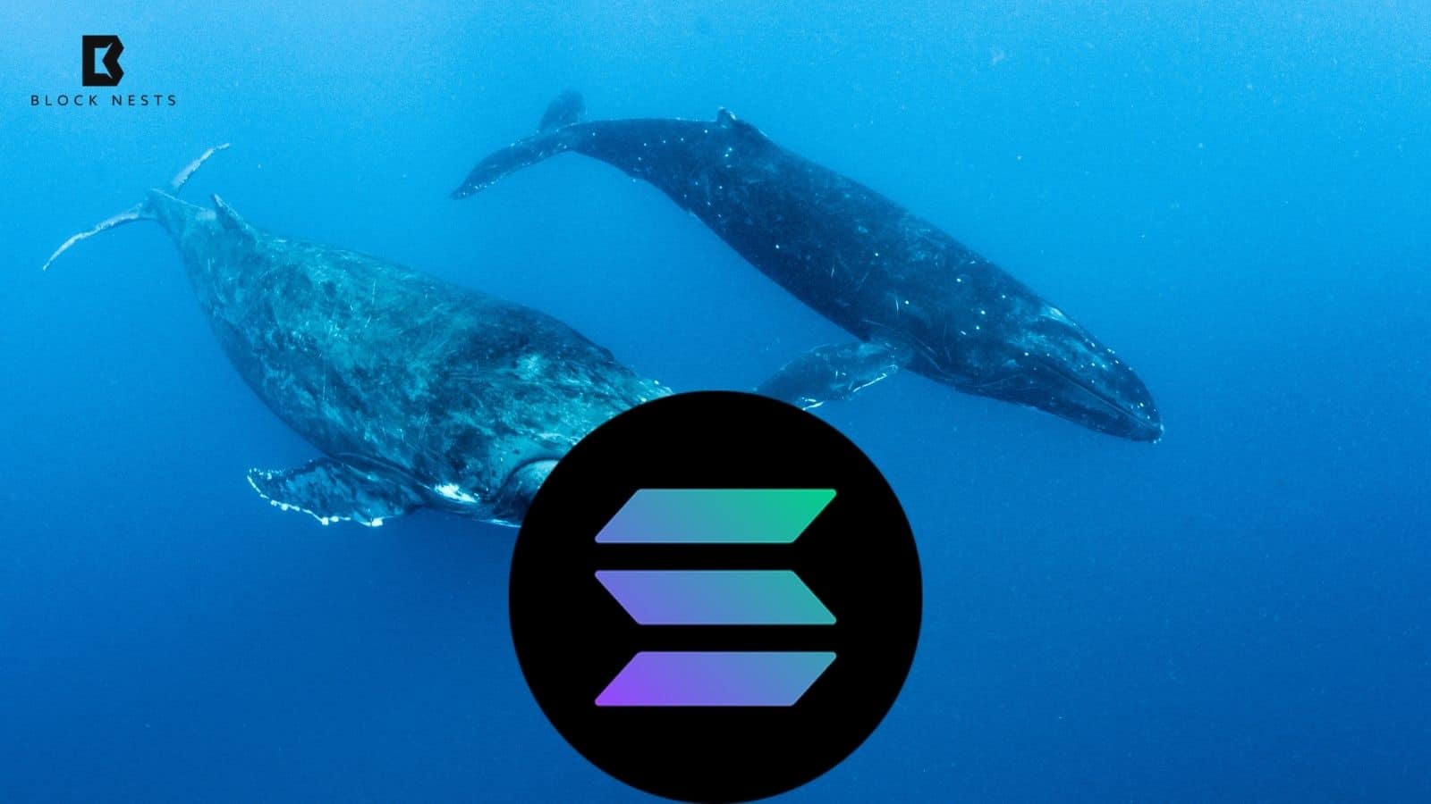 Dormant Solana Whale Moves $4.25M in SOL, Shocks Market Again